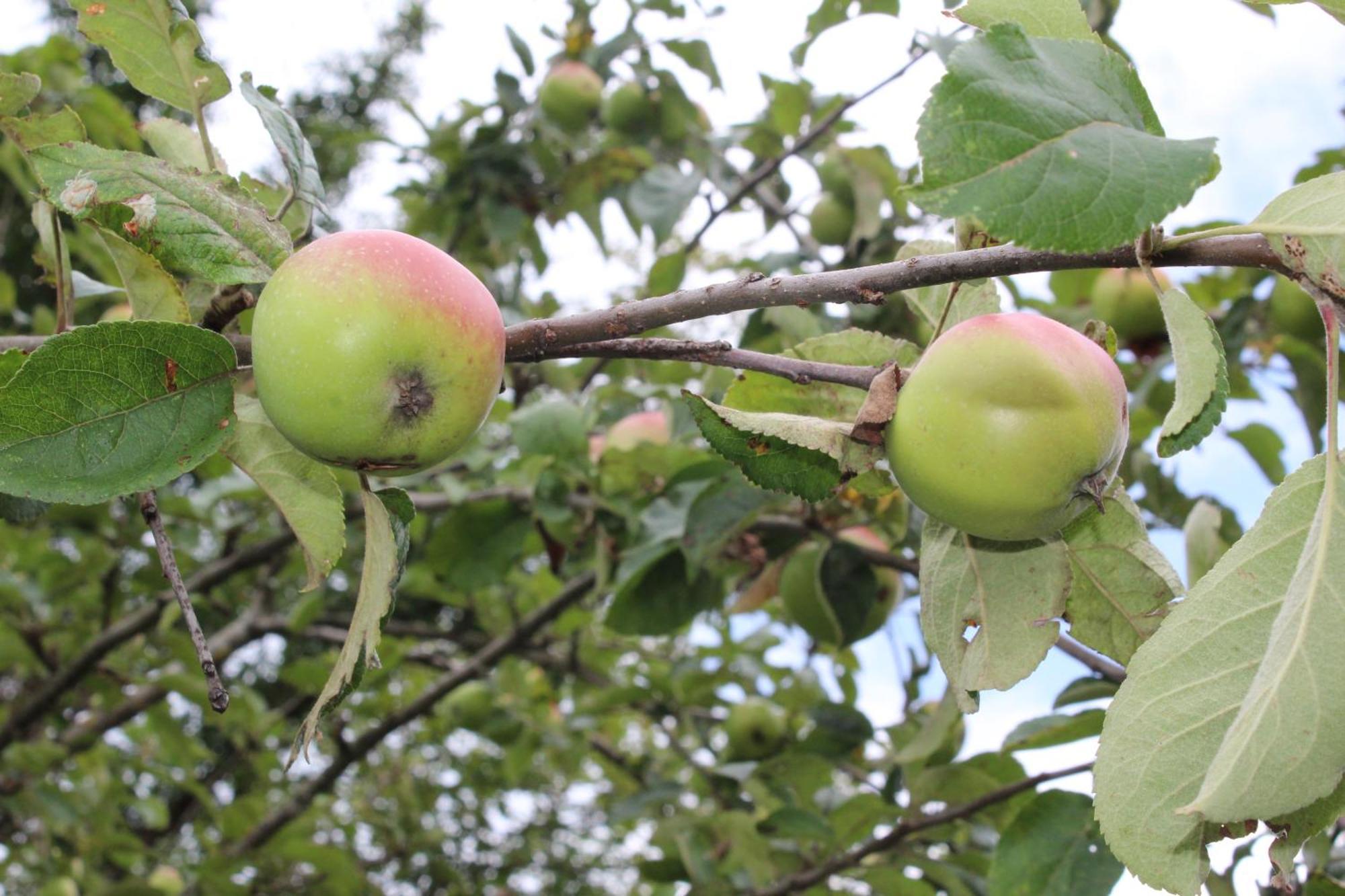 Naturparadies Silvia Alberschwende Ngoại thất bức ảnh