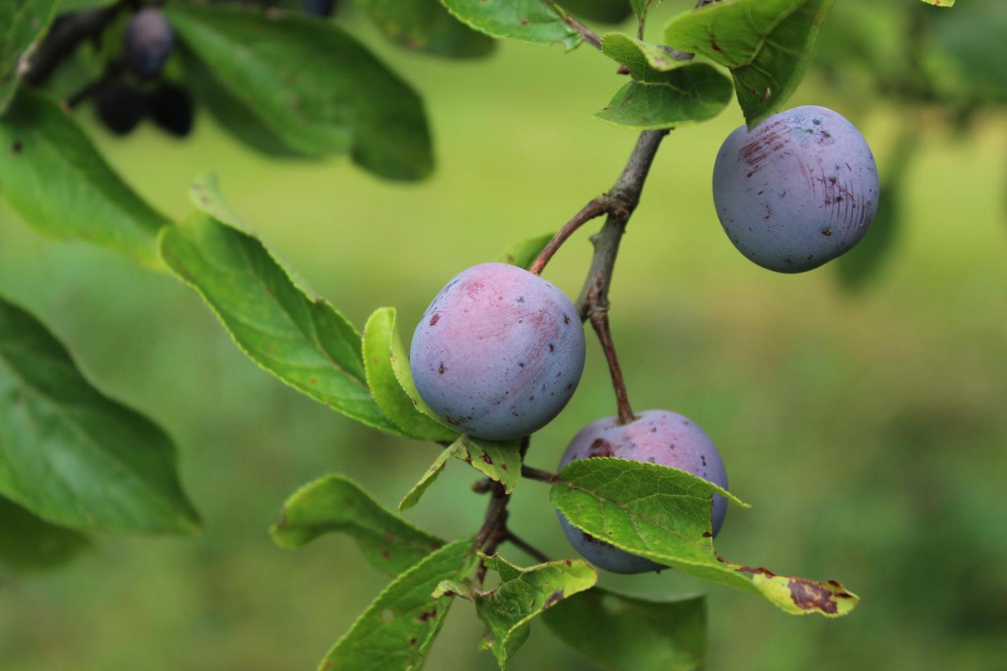 Naturparadies Silvia Alberschwende Ngoại thất bức ảnh